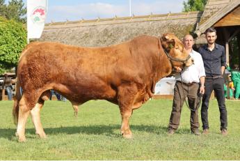 Kincstári közlemény jelent meg a tenyészbika tenyésztésbe állításának mezőgazdasági csekély összegű támogatási kérelem 2025. évi benyújtásáról