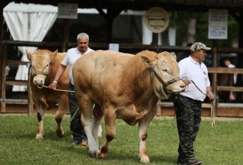 Kincstári közlemény jelent meg a tenyészbika tenyésztésbe állításának mezőgazdasági csekély összegű támogatásról