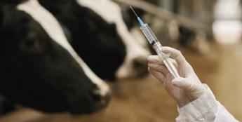 Bőrcsomósodáskór - Újabb marhabetegség jelent meg Európában