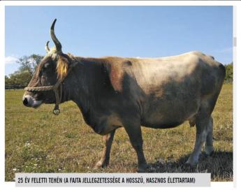 RÉGI-ÚJ SZARVASMARHAFAJTÁNK A KÁRPÁTI BORZDERES