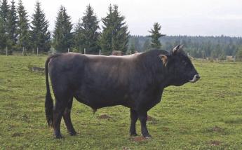 NAGY ELŐRELÉPÉS A KÁRPÁTI BORZDERES TENYÉSZTÉSÉBEN