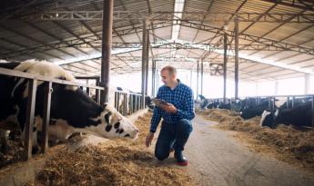 Közzétette a tejelő tehenek, kacsák, libák és fürjek tartásával kapcsolatos ajánlásait az EFSA