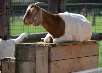 VP kiskérődzők állatjóléti támogatásában résztvevők időszerű kötelezettségei