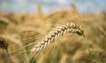 Fokozódik a feszültség Ukrajna és Lengyelország között a gabona import tilalom miatt