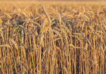 Arab országok küzdelme a búzáért