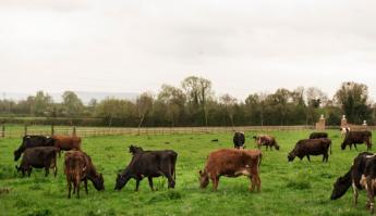 Állat- és kirakodóvásár veszi kezdetét Nagyvázsonyban