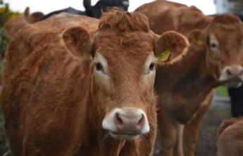 Import esetén erre kell figyelni a marhaútlevelek ügyintézésénél