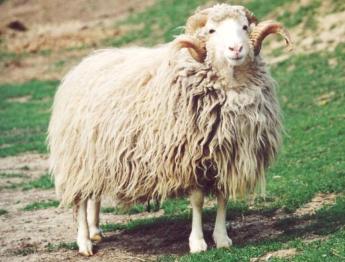 30 ÉVES A MAGYAR JUH- ÉS KECSKE­TENYÉSZTŐ SZÖVETSÉG