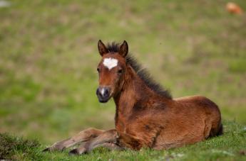 November elejétől új típusú lóútlevelet állít ki az MLOSZ