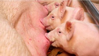 Segítséget kapnak a sertéstartók az Agrártárcától!