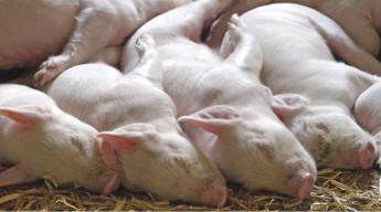 Sertés állatjóléti támogatás 2022. támogatási évre