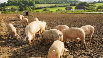 SERTÉS ÁLLATJÓLÉTI TÁMOGATÁS 2021. támogatási évre (I-IV. negyedévre) vonatkozó kifizetési kérelmek benyújtása