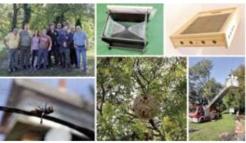 Az ázsiai lódarázs Magyarországon (2. rész)