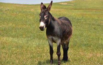 A szamarak és szamárhibridek helyes tartása – útmutatót adott ki a Kamara