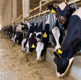 Jövő héten utalja a Kincstár a 2022 évi kérelem alapján járó ÁNT tej és hízottbika támogatásokat