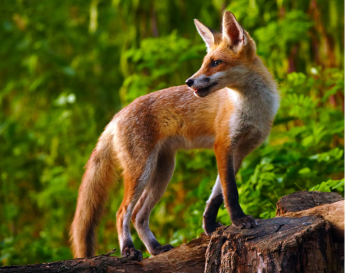 Március 26-án kezdődik a tavaszi rókavakcinázás