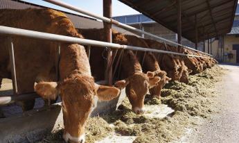 A francia állattenyésztés aktuális helyzetének főbb jellemzői