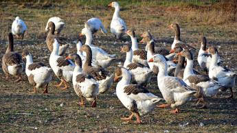 Újabb megyében jelent meg a madárinfluenza