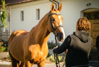 Megrendezésre került az első önálló gidrán ménvizsga