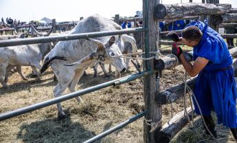 A gulyások és a magyar szürkemarha ünnepe