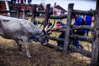A gulyásmesterség és a magyar szürkemarha ünnepe