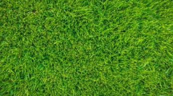 Miről árulkodnak a jelzőnövények?