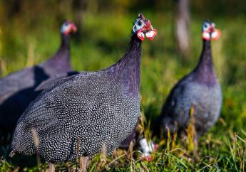 Baromfi állatjóléti támogatás - kifizetési kérelmek benyújtásáról szóló közlemény jelent meg