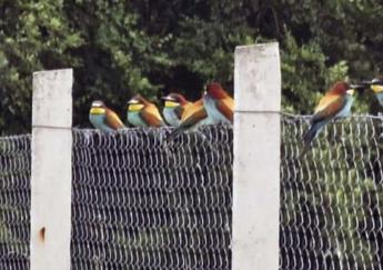 Az elmúlt évtized legnagyobb méhpusztulását szenvedtük el