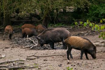 wildboar