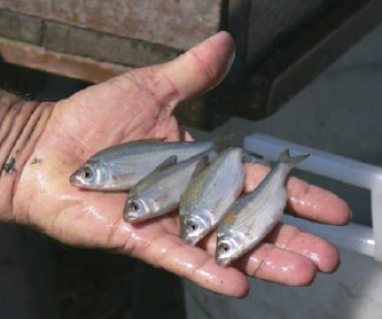 Beruházások kora jön a hazai akvakultúrában