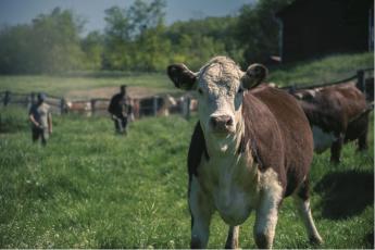 Alulértékelt a hereford fajta, pedig TÖBBET ÉRDEMEL