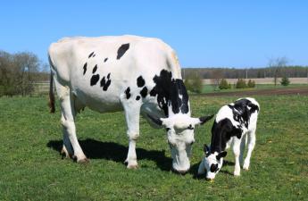 Decemberben utalják az átmeneti nemzeti tejtámogatás és termeléshez kötött tejhasznú tehén támogatások egy részét