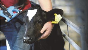 GENOMIKA ALKALMAZÁSA A TEJTERMELÉSBEN