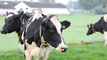 Minimális tejár bevezetését követelik az Egyesült Királyságban