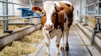 Kérdezz - Felelek a ragadós száj- és körömfájásról