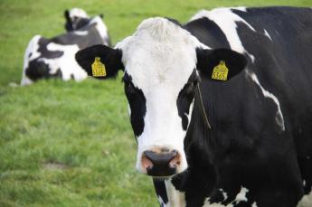 Az RSZKF-járvány gyors tanulságai