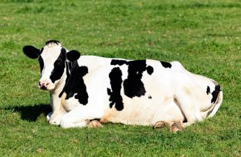 Össze kell hangolni a víz keretirányelv célkitűzéseivel a termeléshez kötött tejhasznú tehéntartást is