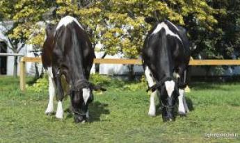 A holstein fajta elit törzskönyvesei