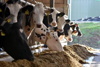 Idén is biztosítja a Nébih az anyatehéntartás-támogatást igénybe vevő állattartók részére a szaporítási események előremenő bejelentését