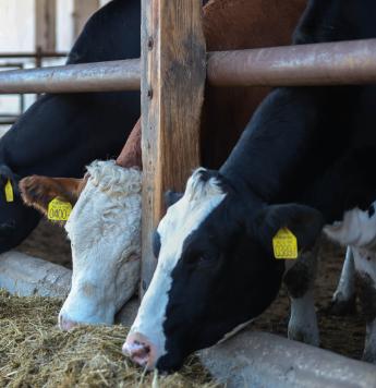 Holland kutatóintézet sem helyesli a brüsszeli tervet