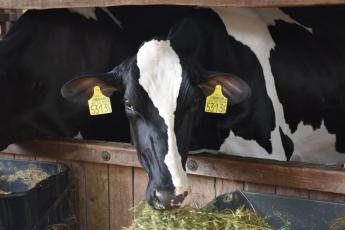 Módosult a tejágazat szerkezetátalakítását kísérő állatjóléti támogatás