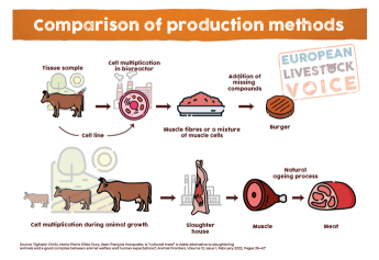 Tények, amelyeket a „tenyésztett húsról” tudni érdemes