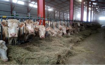 Így kell télen takarmányozni a húsmarhákat