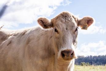Gümőkór egy Veszprém megyei húsmarhaállományban