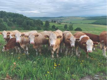 Tej Terméktanács: meg kell akadályozni a magyar tejtermékek piaci visszaszorulását