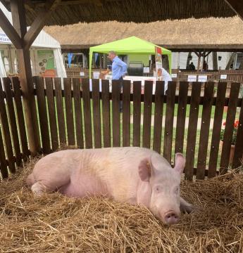 Új, rendkívüli támogatást igényelhetnek a baromfi- és sertéskocatartók