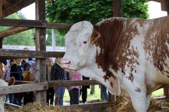 Ezt érdemes tudnia annak, aki húsmarha állatjóléti támogatásra pályázik