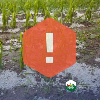 Tévhit, hogy az országos jégkármérséklő rendszer tehető felelőssé a Kelet-Magyarországon kialakult súlyos aszályért.