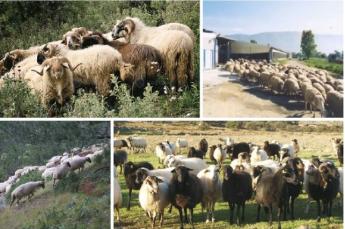 Görögország juhágazatának bemutatása