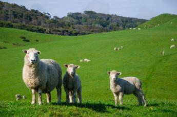 A legeltetés megszüntetésének hatása a talaj biológiai sokféleségére